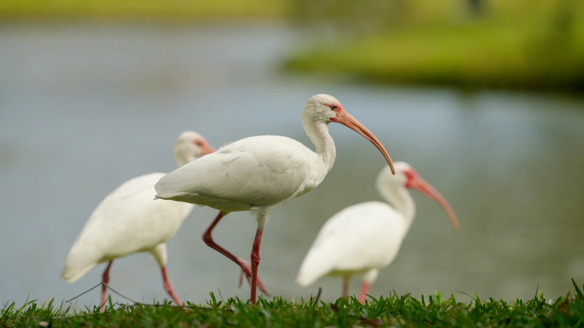 Road Runner Stills 033